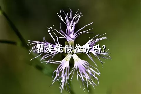 瞿麦能做盆景吗？