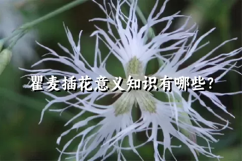 瞿麦插花意义知识有哪些？