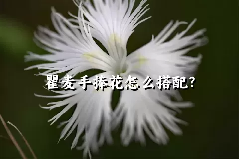 瞿麦手捧花怎么搭配？