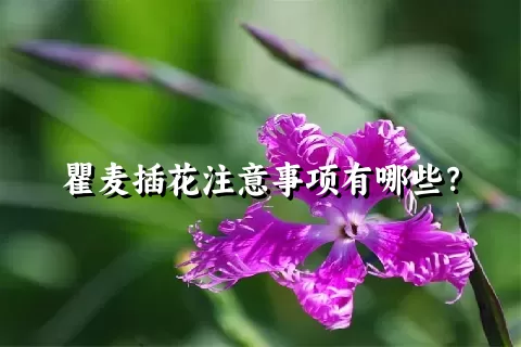 瞿麦插花注意事项有哪些？