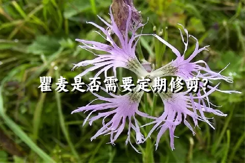 瞿麦是否需要定期修剪？