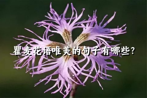 瞿麦花语唯美的句子有哪些？