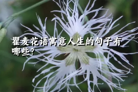 瞿麦花语寓意人生的句子有哪些？