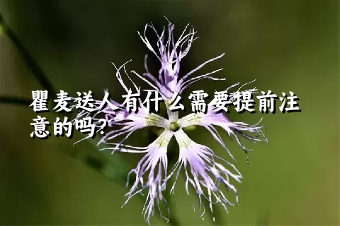 瞿麦送人有什么需要提前注意的吗？