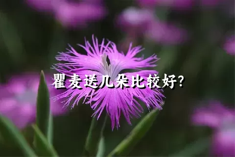 瞿麦送几朵比较好？