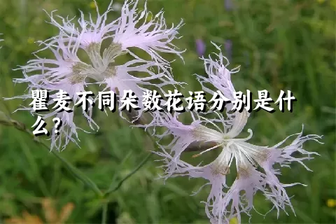 瞿麦不同朵数花语分别是什么？