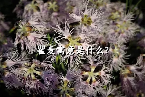 瞿麦寓意是什么？