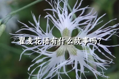 瞿麦花语有什么故事吗？