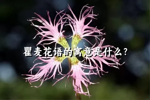 瞿麦花语的寓意是什么？