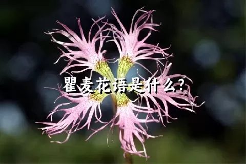 瞿麦花语是什么？