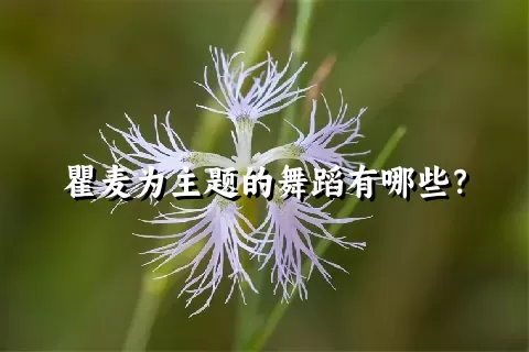 瞿麦为主题的舞蹈有哪些？