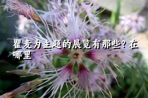 瞿麦为主题的展览有那些？在哪里