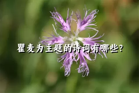 瞿麦为主题的诗词有哪些？