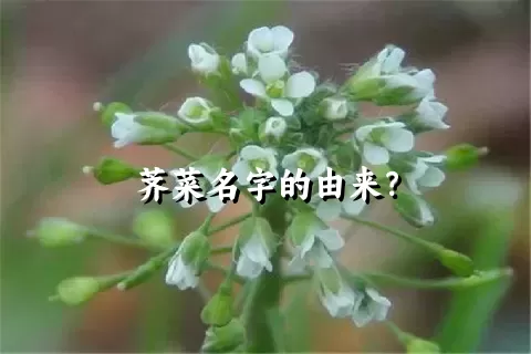 荠菜名字的由来？