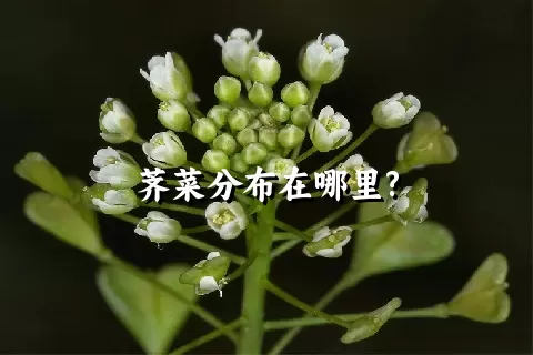 荠菜分布在哪里?