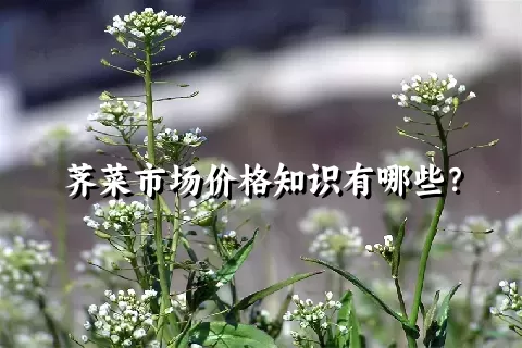 荠菜市场价格知识有哪些？