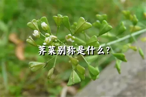 荠菜别称是什么？