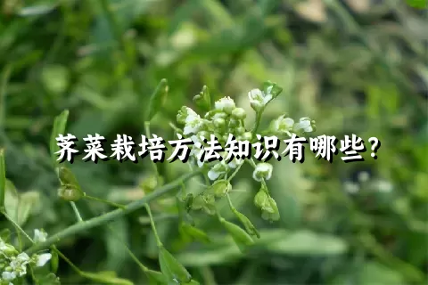 荠菜栽培方法知识有哪些？