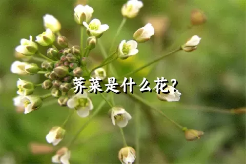 荠菜是什么花？