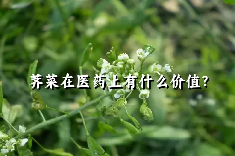 荠菜在医药上有什么价值？