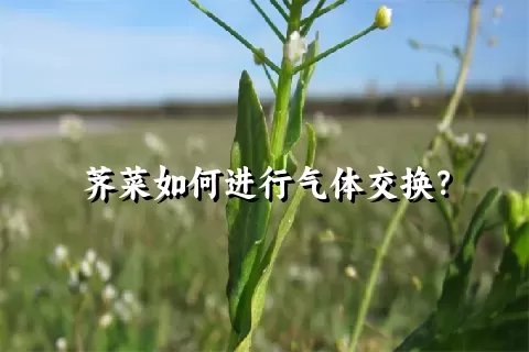 荠菜如何进行气体交换？