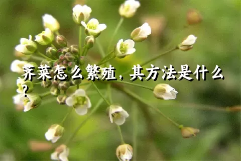 荠菜怎么繁殖，其方法是什么？