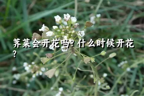 荠菜会开花吗？什么时候开花？