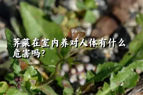 荠菜在室内养对人体有什么危害吗？