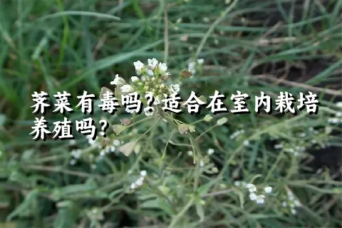 荠菜有毒吗？适合在室内栽培养殖吗？