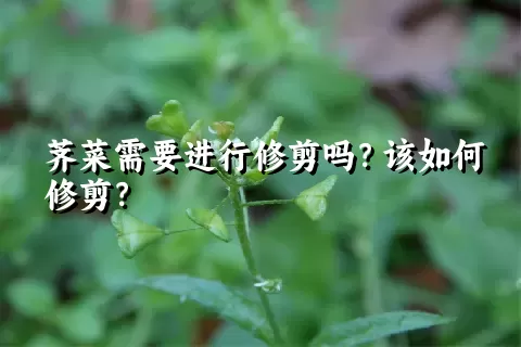 荠菜需要进行修剪吗？该如何修剪？