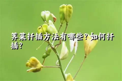 荠菜扦插方法有哪些？如何扦插？