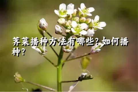 荠菜播种方法有哪些？如何播种？