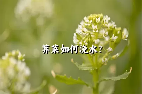 荠菜如何浇水？