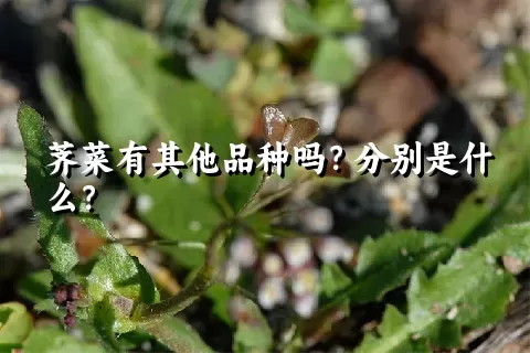 荠菜有其他品种吗？分别是什么？