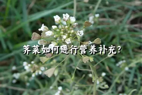 荠菜如何进行营养补充？