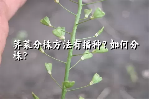 荠菜分株方法有播种？如何分株？