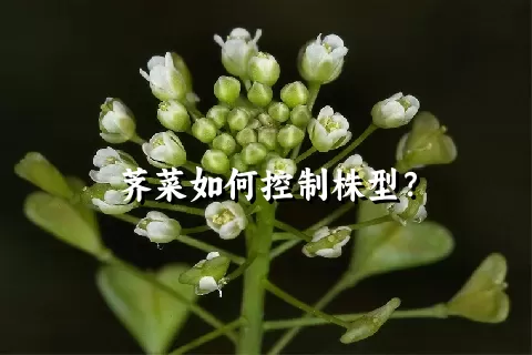 荠菜如何控制株型？