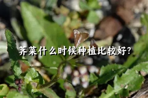 荠菜什么时候种植比较好？