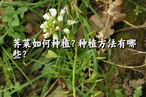 荠菜如何种植？种植方法有哪些？