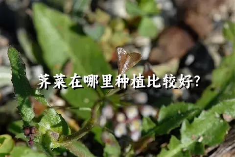 荠菜在哪里种植比较好？