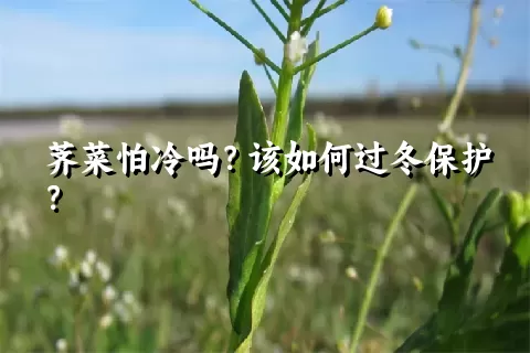 荠菜怕冷吗？该如何过冬保护？