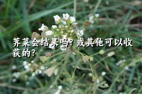 荠菜会结果吗？或其他可以收获的？