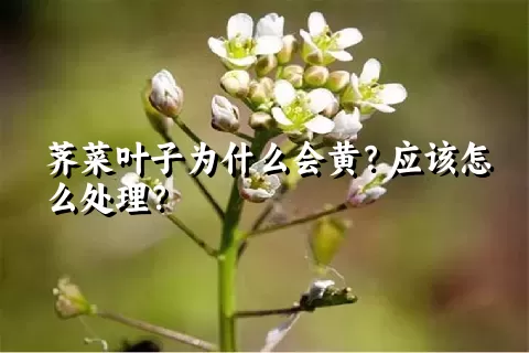 荠菜叶子为什么会黄？应该怎么处理？