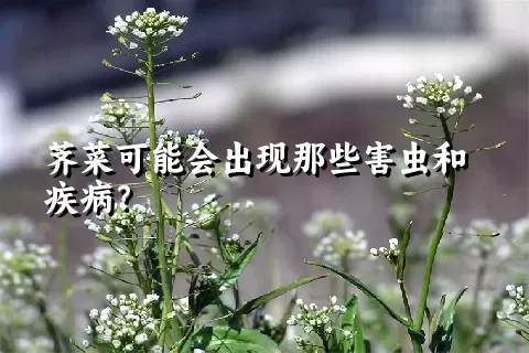 荠菜可能会出现那些害虫和疾病？