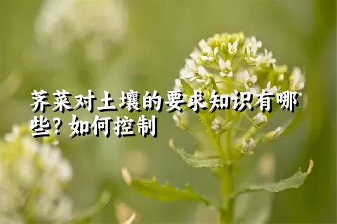 荠菜对土壤的要求知识有哪些？如何控制