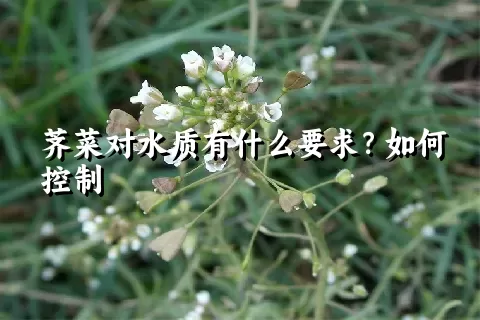 荠菜对水质有什么要求？如何控制