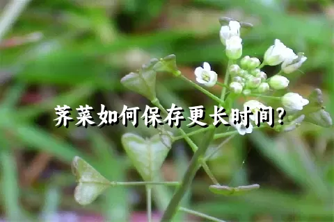 荠菜如何保存更长时间？