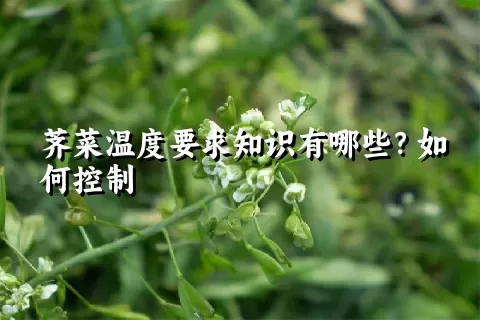 荠菜温度要求知识有哪些？如何控制