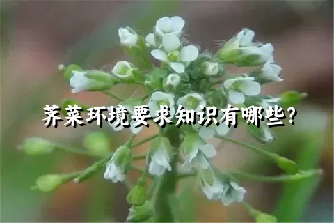 荠菜环境要求知识有哪些？