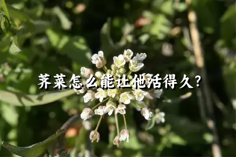 荠菜怎么能让他活得久？